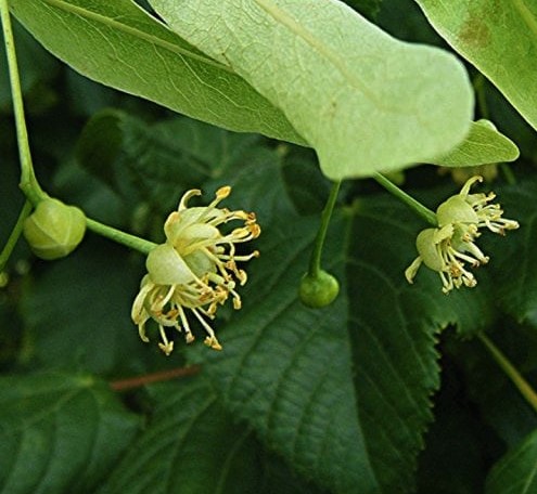 Tilia-europaea-leaf-2