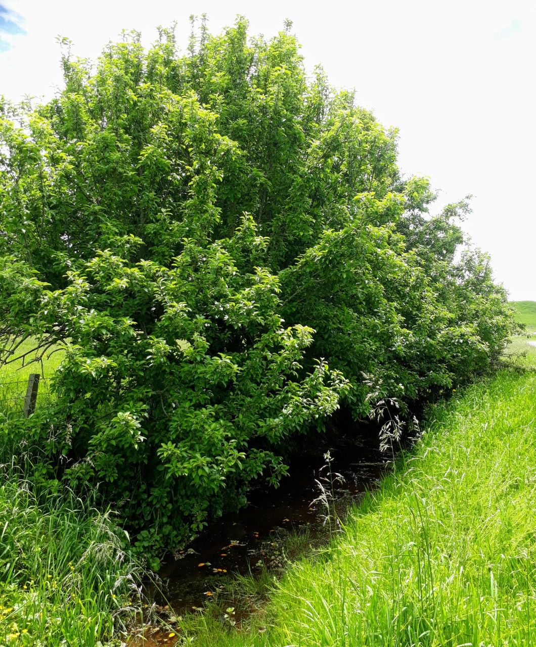 Wild seedling apple trees by the roadside ditch